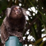 Hello little monkey...