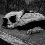 Soft kitty warm kitty little ball of fur... 