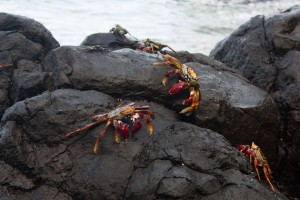 Fernando de Noronha