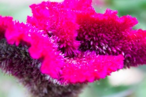 IMG_8328